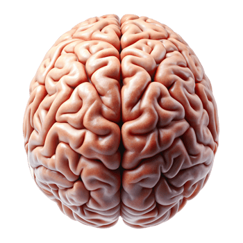Human Brain Detailed Anatomy Isolated on Transparent Background png
