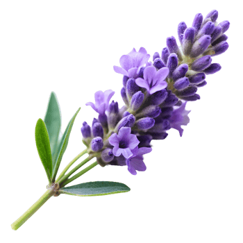 Fragrant Lavender Flowers on Transparent Background png