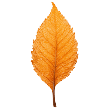 Beech Leaf glossy orange leaf with wavy edges and a smooth texture reflecting light Fagus png