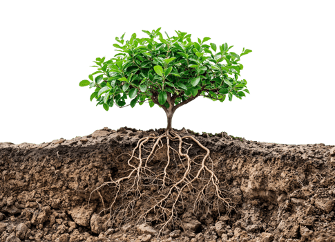A detailed image of small tree with root system growing underground. png