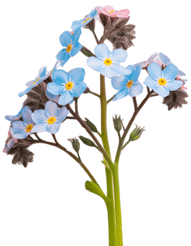 forget me not flower, transparent photo png
