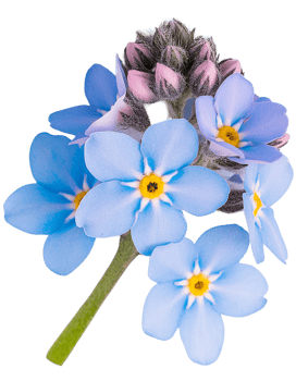 forget me not flower, transparent photo png
