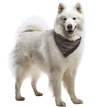 a Samoyed, illustration png