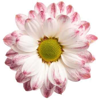 a Chrysanthemum, illustration png