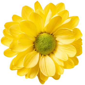 a Chrysanthemum, illustration png
