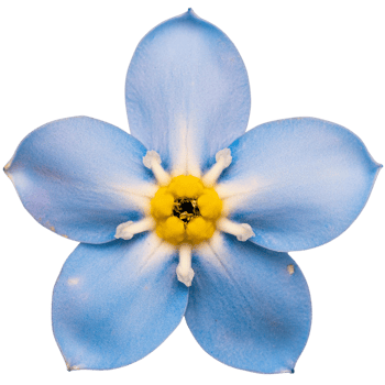 forget me not flower, transparent photo png
