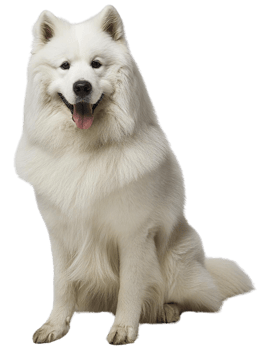 a Samoyed, illustration png