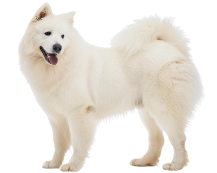 a Samoyed, illustration png