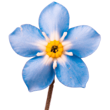 forget me not flower, transparent photo png