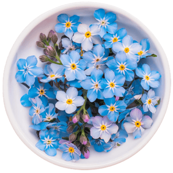 forget me not flower, transparent photo png
