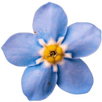 forget me not flower, transparent photo png