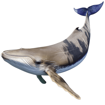 a Whale, illustration png