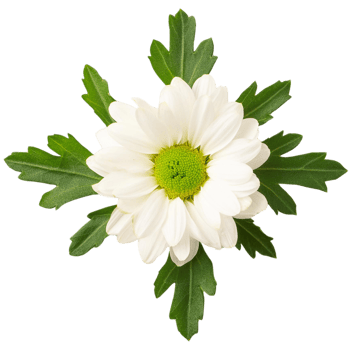 a Chrysanthemum, illustration png