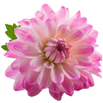 a Chrysanthemum, illustration png