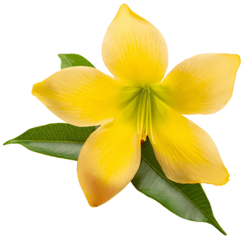 a Allamanda Lilly png