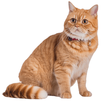 Exotic cat, transparent photo png