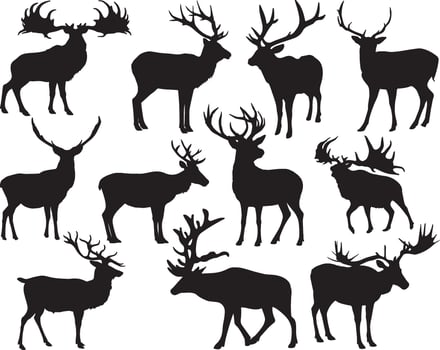 Elk silhouette on white background vector