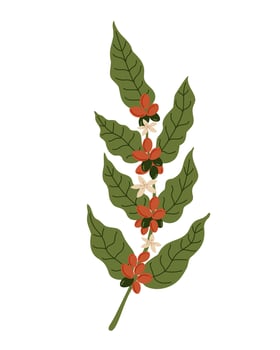 Coffee branch hand drawn illustration on isolated background. Cartoon style coffee plant with berries for label, logo, print, paper, card, menu, label, design. Food ingredient, drinks, harvest vector
