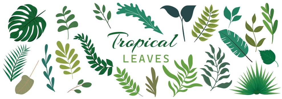 Jungle leaves. Cartoon different tropical plants. Palm, banana, monstera. Botanical green foliage elements. Summer paradise exotic leaf. Floral elements. vector