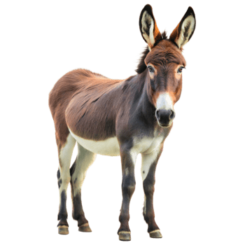 Brown and white donkey looking at the camera with a curious expression png