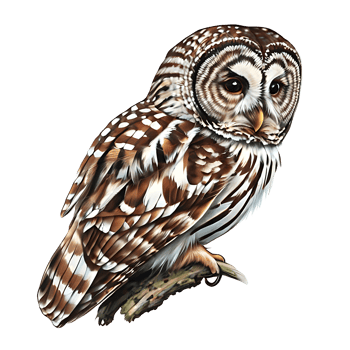 Owl Logo design png