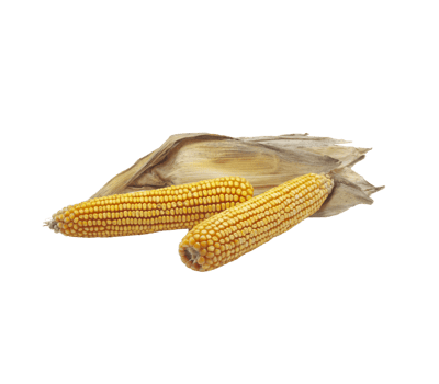 corn cob and field png