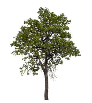 Tree on transparent background with clipping path, single tree with clipping path and alpha channel png