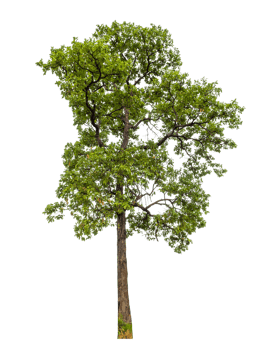 Tree on transparent background with clipping path, single tree with clipping path and alpha channel png