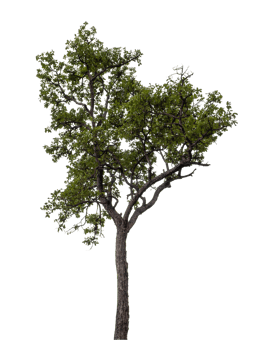 Tree on transparent background with clipping path, single tree with clipping path and alpha channel png