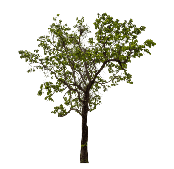 Tree on transparent background with clipping path, single tree with clipping path and alpha channel png