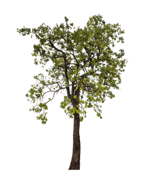 Tree on transparent background with clipping path, single tree with clipping path and alpha channel png