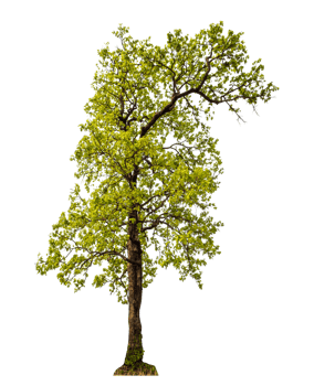 Tree on transparent background with clipping path, single tree with clipping path and alpha channel png