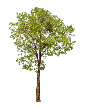 Tree on transparent background with clipping path, single tree with clipping path and alpha channel png