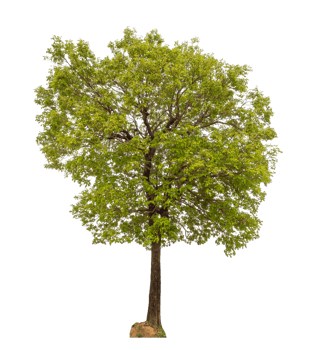 Tree on transparent background with clipping path, single tree with clipping path and alpha channel png