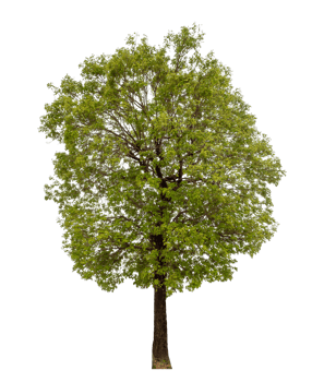 Tree on transparent background with clipping path, single tree with clipping path and alpha channel png