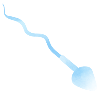 Sperm cells form during the process known as spermatogenesis png
