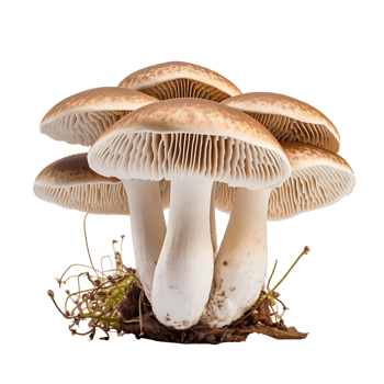 Forest Mushroom Clipart with Transparency png