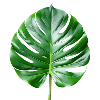 a green leaf monstera palm isolated on a translucent background. png