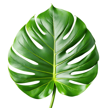 a green leaf monstera palm isolated on a translucent background. png