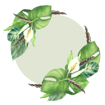Exotic plant wreath, tropic flowers, green leaves round frame. White calla buds, blooms house plants. Clipart for invitation, greeting card. Watercolor hand drawn illustration. Isolated background. png