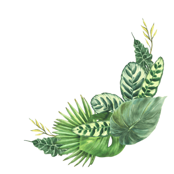 Watercolor tropical green leaves composition, exotic home plant, Monstera palm, creeper variety of leaf types. botanical design for greeting card. Hand drawn illustration background png