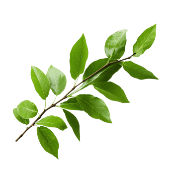 a branch with leaves isolated on transparent background png