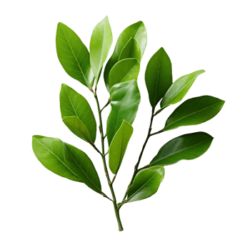 a laurel plant green leaves isolated on transparent background png