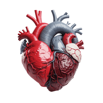 A grey and red human heart isolated on transparent background png