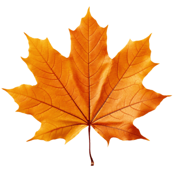 autumn orange maple leaf isolated on transparent background png