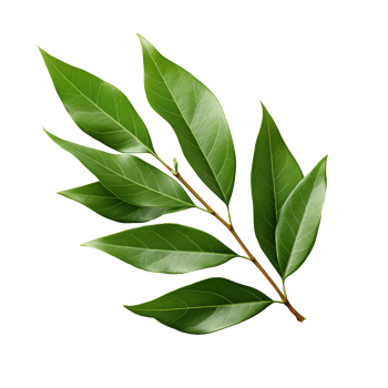 bay leaf isolated on transparent background png
