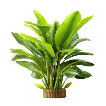 banana tree isolated on transparent background png