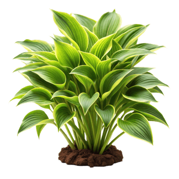 A vibrant potted plant with lush green leaves, isolated on transparent png