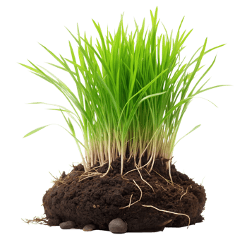 Fresh grass growing with visible roots and soil png