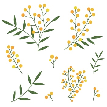 Set of mimosa branches, blooming set isolated on white background, simple floral design element, mimosa clipart vector